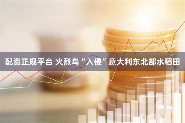 配资正规平台 火烈鸟“入侵”意大利东北部水稻田