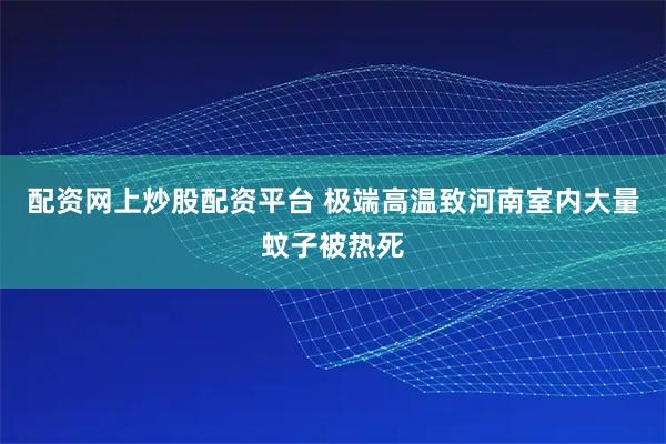 配资网上炒股配资平台 极端高温致河南室内大量蚊子被热死